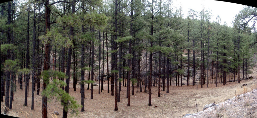 We pass through an old burn area.